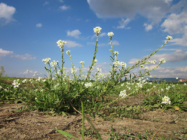 Berteroa Incana plant - long stems with white small flowers