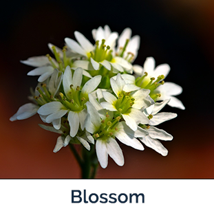 Hoary Alyssum blossom - small white flowers with green centers