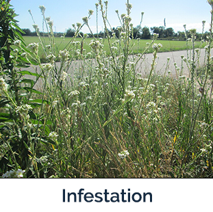 Hoary Alyssum infestation - lots of green stems and white flowers