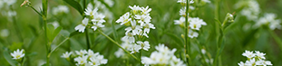Hoary-Alyssum