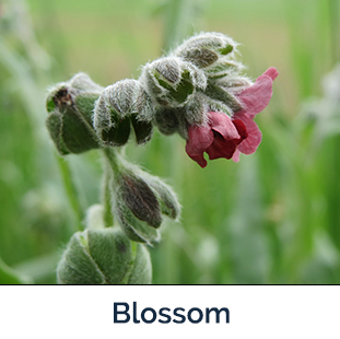 Houndstounge blossom - green stem with purple drooping flower