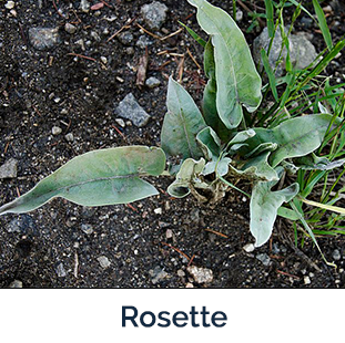 Houndstounge rosettes - green leaves sprouting from ground