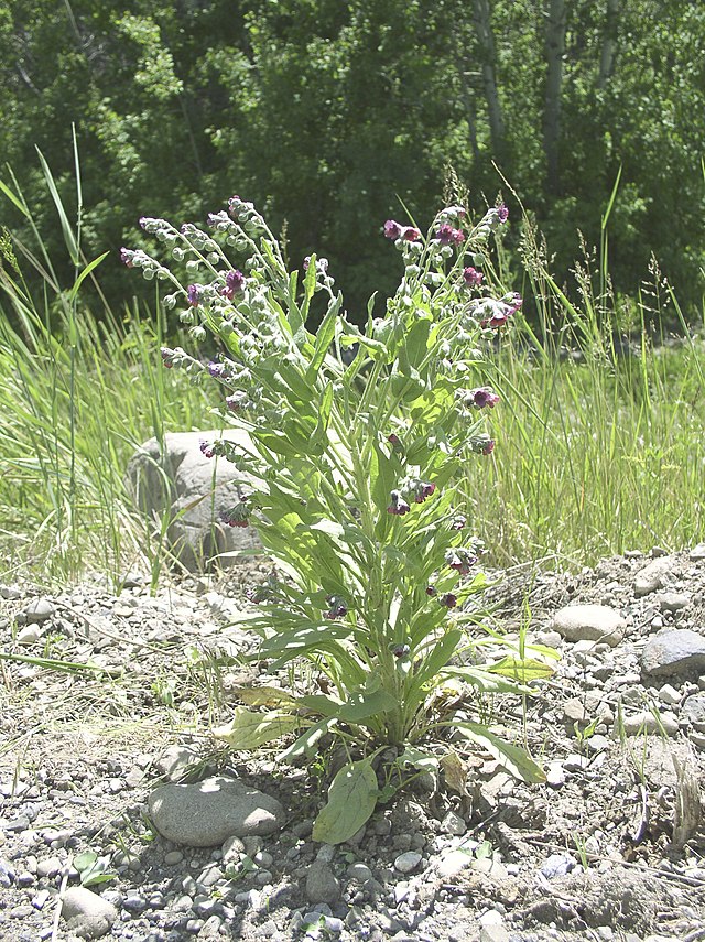 Symphytum Officinale Plant - green stems with purple drooping flowers