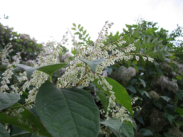 fallopia japonica plant - green leaves small white flowers