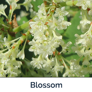 Knotweed blossom - small white flowers