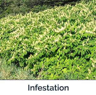 Knotweed complex infestation - large row of green leaves and white flowers
