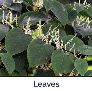 Knotweed leaves - green