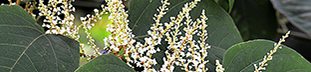 knotweed long stems large green leaves bunches of small white flowers