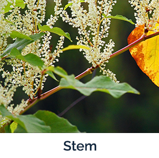 brown branch with green leaves and white buds 