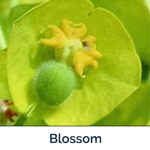 Leafy Spurge blossom - green with yellow center and dark green ball