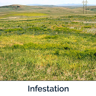 Leafy Spurge infestation - lots of green stems and flowers