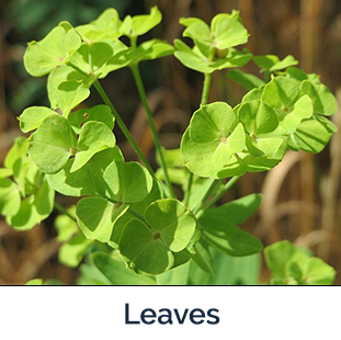 Leafy Spurge leaves - clover like green