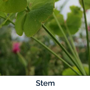 Leafy Spurge stems - slender green