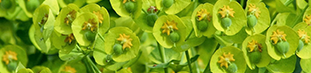 Leafy Spurge - green flower with yellow center