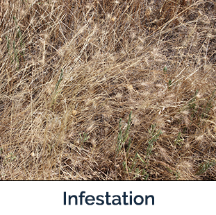 Medusahead Infestation - lots of tan plants   