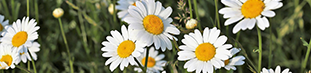 Oxeye Daisy - white petals with yellow center