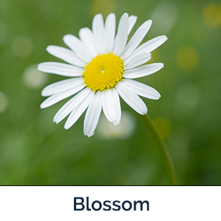 oxeye daisy white petals with yellow center