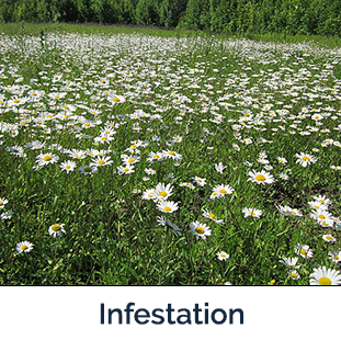 oxeye daisy infestation field of white flowers with long stems