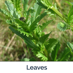 Oxeye Daisy leaves -  long green leaves with spikes on outside