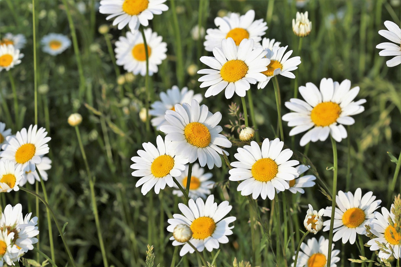 oxeye daisy plant yellow center white petals