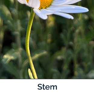 Oxeye Daisy stem - long slender green