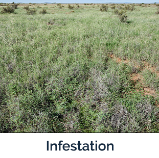 Palmer amaranth green plants covering a field