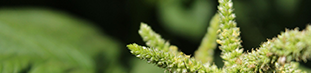 Palmer Amaranth long green stems with light green small flowers