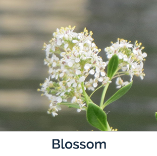small white flowers on long stem