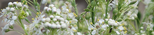 Perennial Pepperweed - clusters of small white flowers on green stems