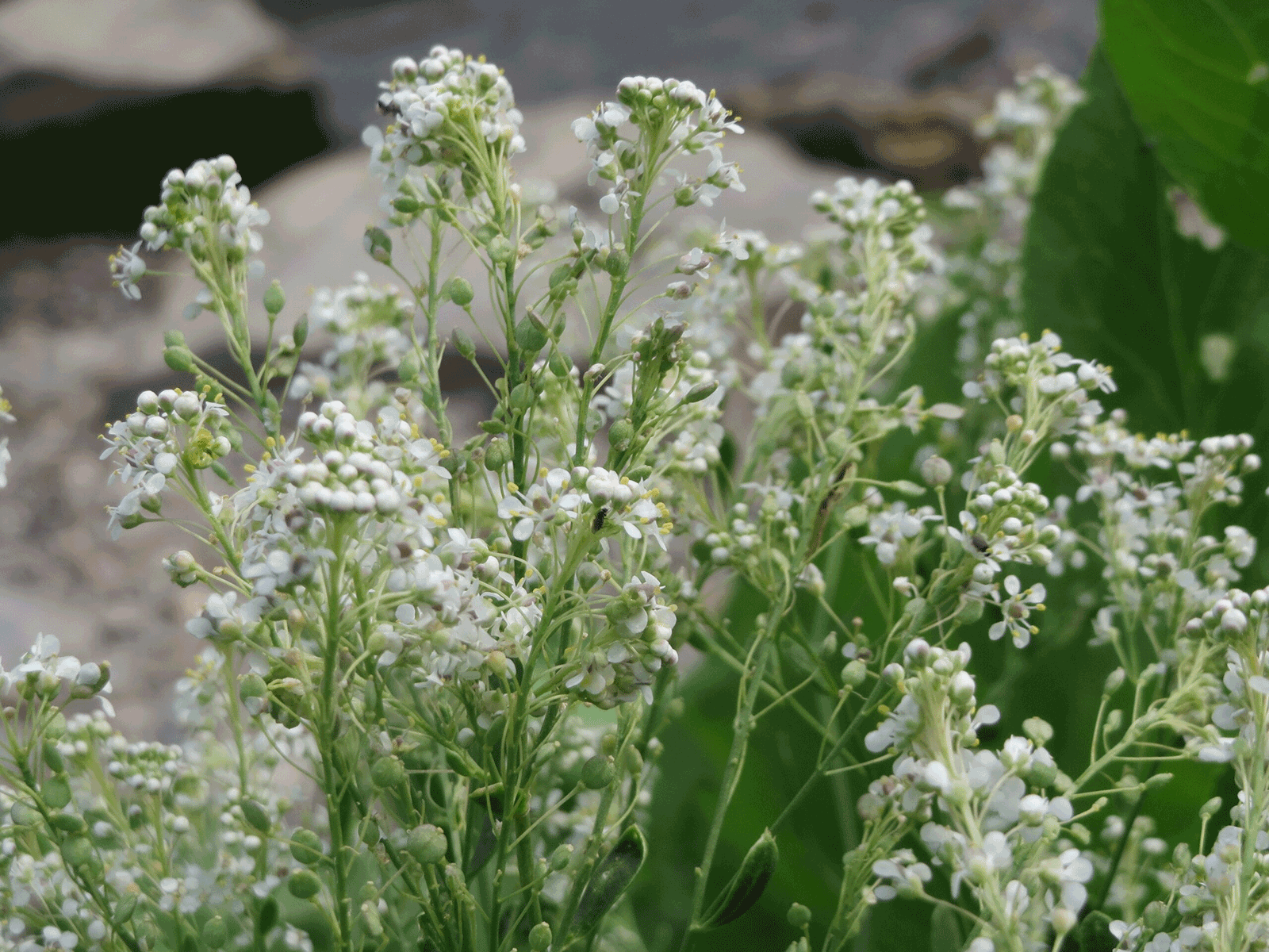 plant long green stems with clumps of white flowers