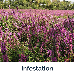 Purple Loosestrife Invading - Photo by Eric Coombs, Oregon Department of Agriculture, Bugwood.org