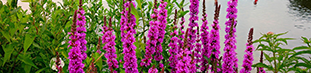 Purple Loosestrife long stem with bunches of small purple flowers