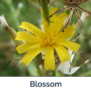 Rush Skeletonweed Flower