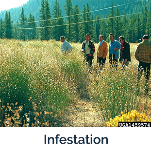 Infestation lots of plants 6 men infield- Photo by Utah State University , Bugwood.org
