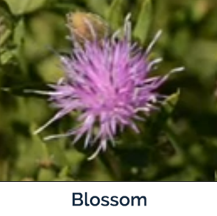 Russian Knapweed blossom - spiky pink flower