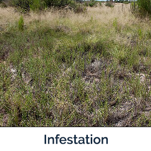 Russian Knapweed infestation - field of green plants with pink flowers