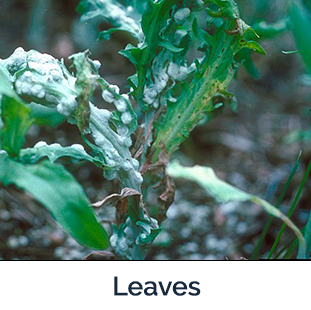 Russian Knapweed leaves - small green leaves