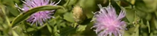russian knapweed long green stems with spiky  light purple flowers