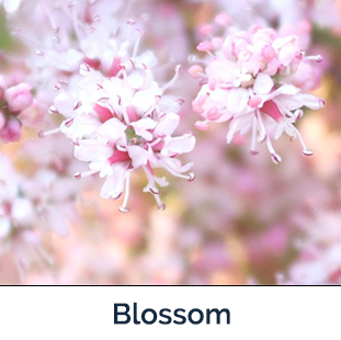 Saltcedar Flower pink and white bunched on long branch