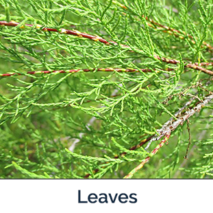 Saltcedar Leaf small green stem like leaves