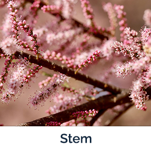 Saltcedar stem - brown branch with pink flowers