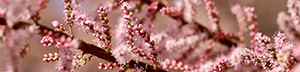 Saltcedar branch with pink blossoms