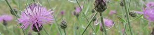 Spotted Knapweed -  purple spiky flowers with green stems