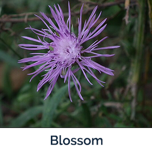 Spotted Knapweed blossom - purple slender leaves