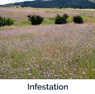 Spotted Knapweed infestation - field of purple flowers