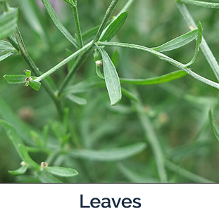 Spotted knapweed leaves - small slender leaves