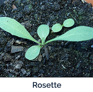 Spotted Knapweed rosette - 4 leaves sprouting from the ground