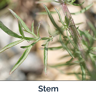 Spotted knapweed stem - dark brown with green offshoots and green leaves
