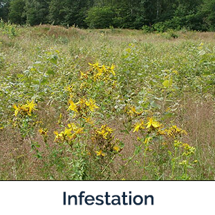 St John's-wort infestation - several yellow topped green stems 
