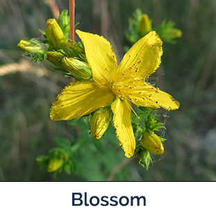 St John's-wort flower -  yellow leaves like a star with spiky center